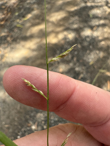 Leptochloa decipiens observed 2025-06-01
