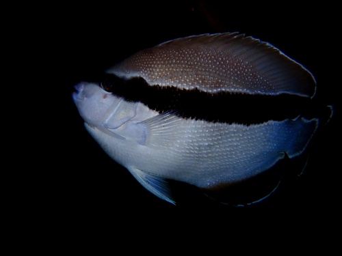 Apolemichthys, 2025-06-18