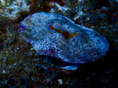 Aethra edentata observed 2025-06-18