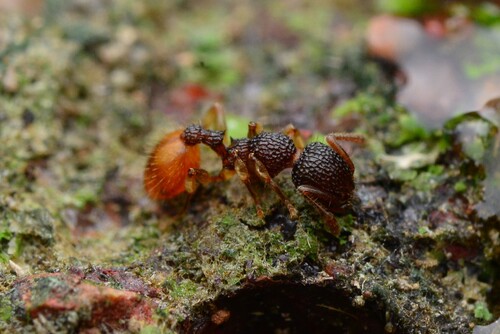 Podomyrma turneriPodomyrma turneri