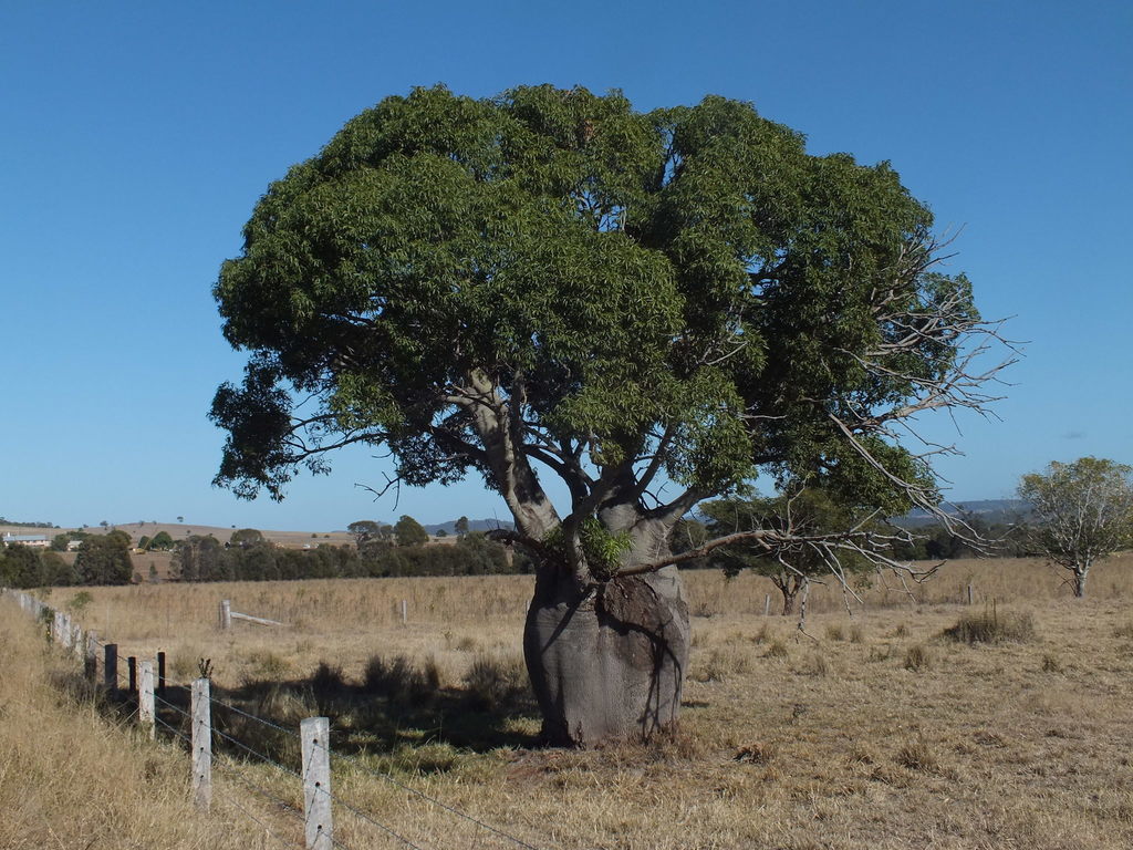 Brachychiton rupestris (Kurrajong, Narrowleaf Bottle Tree, Queensland  Bottle Tree)