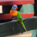 Rainbow Lorikeet - Photo (c) Matthieu Gauvain, some rights reserved (CC BY-NC), uploaded by Matthieu Gauvain