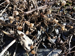 Asperula arvensis