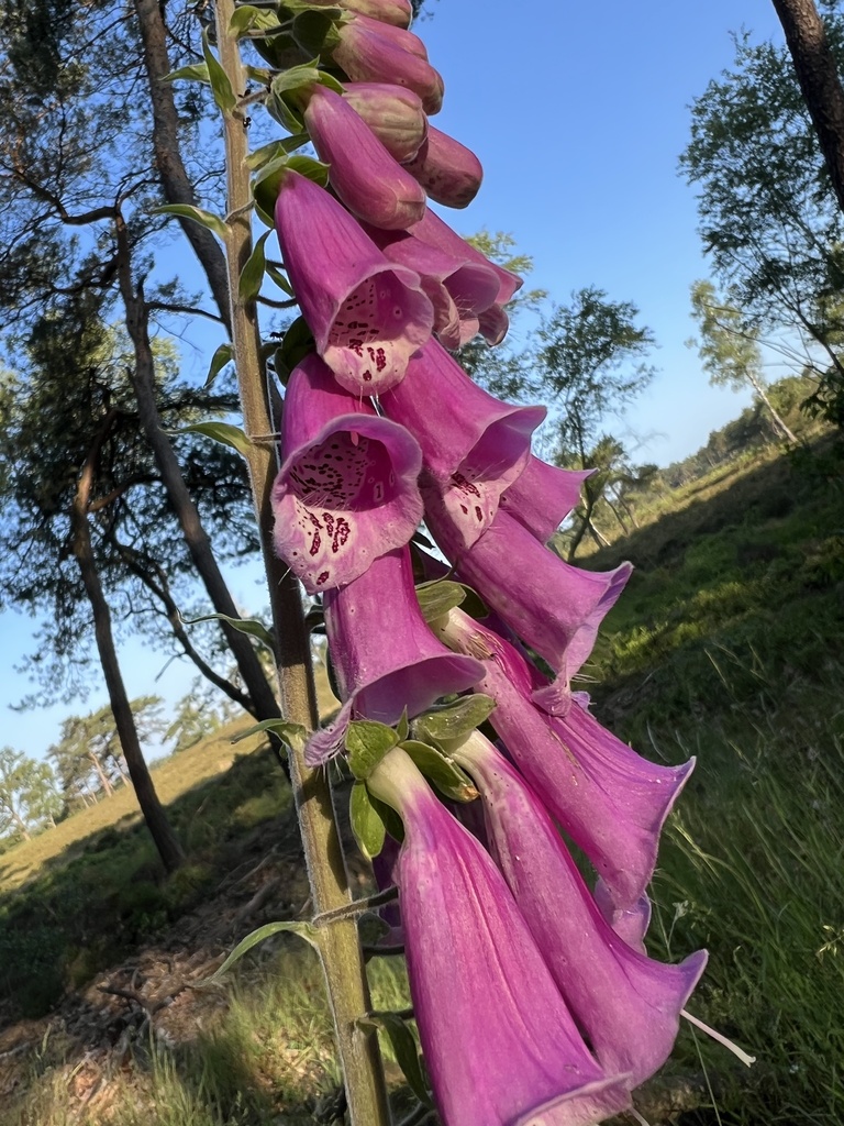 Digitalis