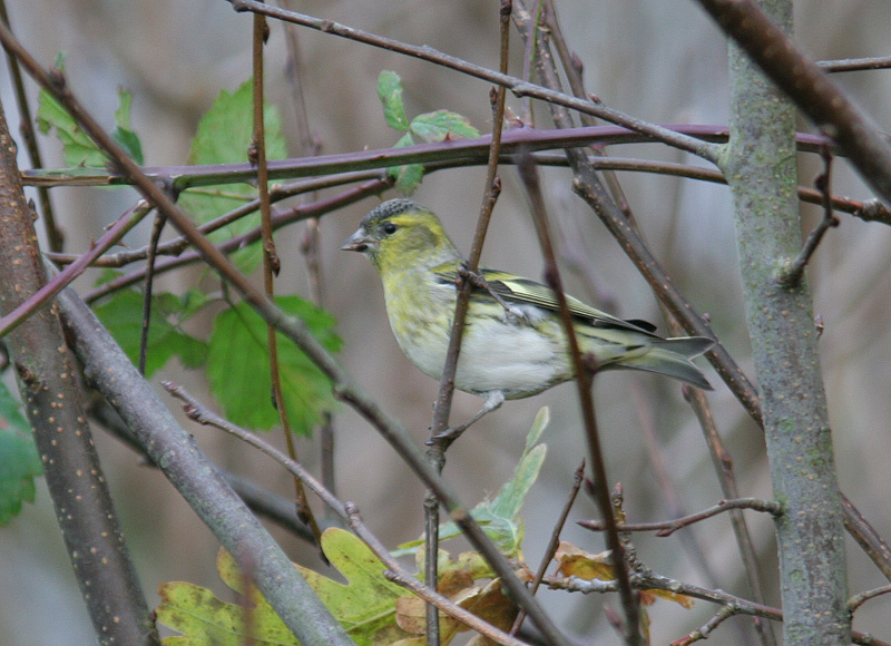 Carduelis carduelis