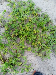 Solanum triflorum ponticum