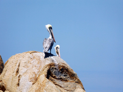 Pelecanus occidentalis