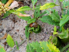 Solanum triflorum ponticum