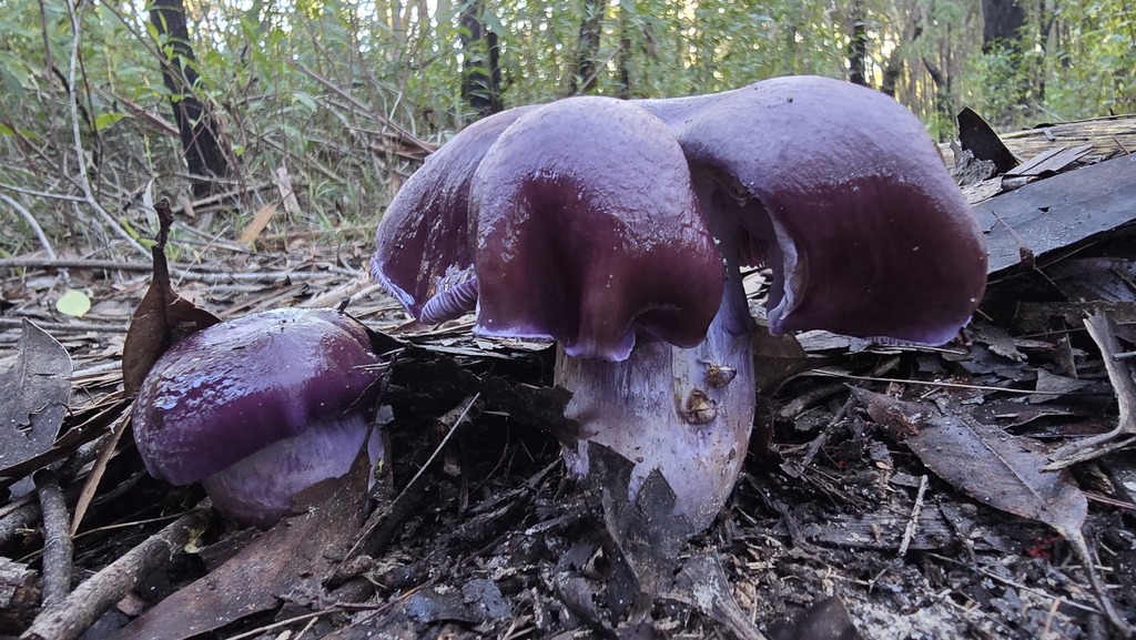 Cortinarius archeri · June 2025 · photo: © xanthosia (iNaturalist, cc-by)