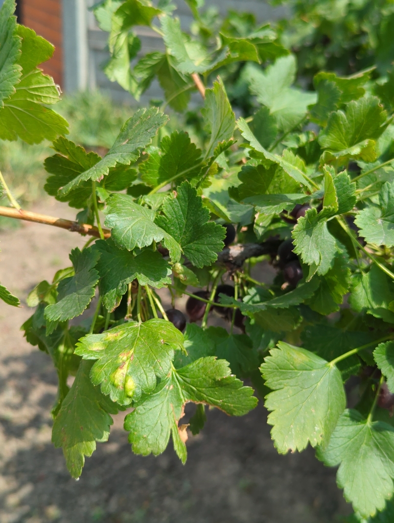 Ribes