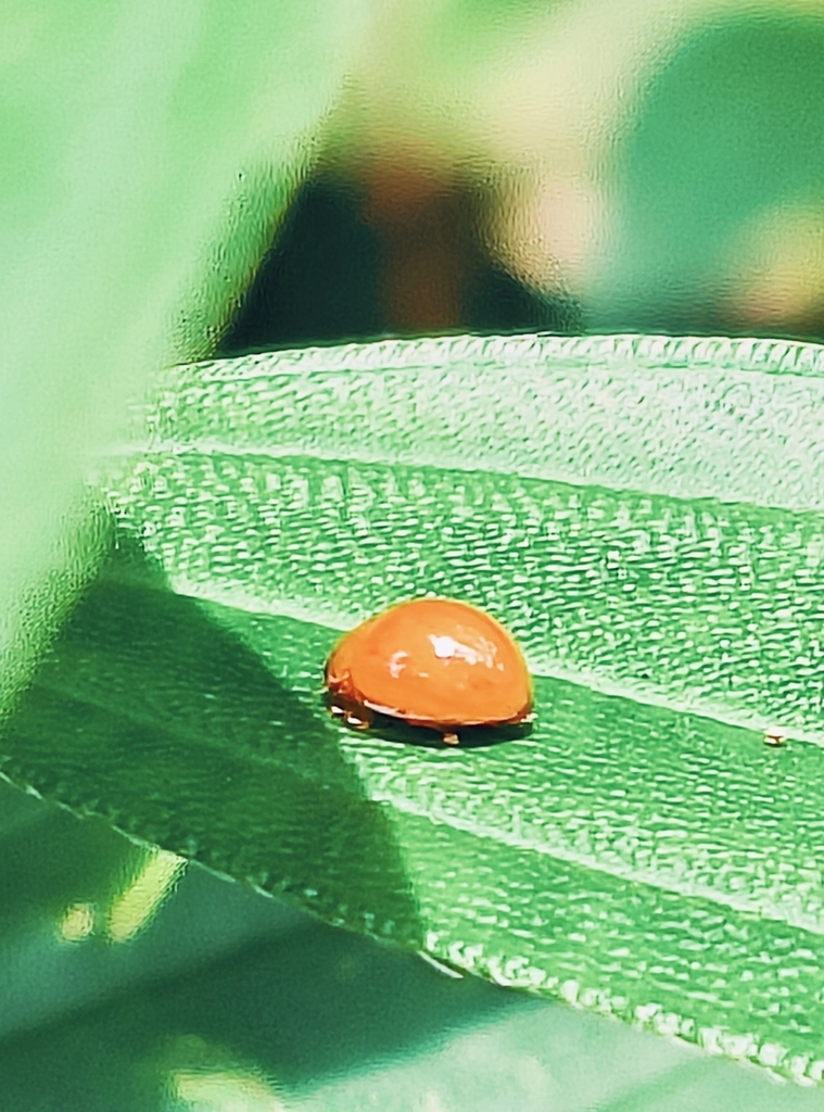Coccinellidae