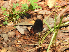 Gyrocheilus patrobas