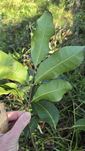 Cupaniopsis anacardioides