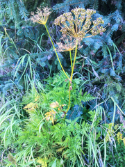 Ligusticum canbyi