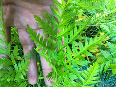 Ligusticum canbyi