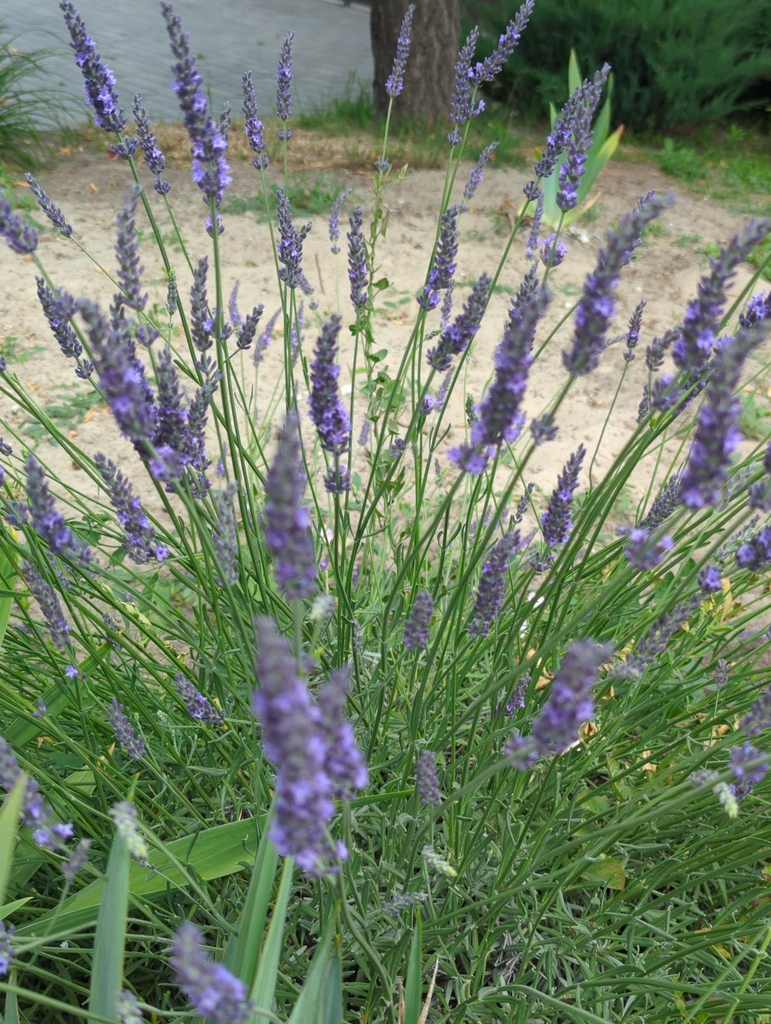 Lavandula