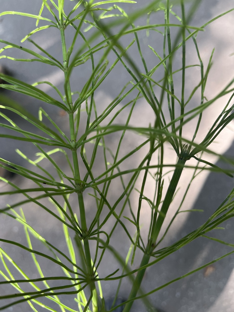 Equisetum