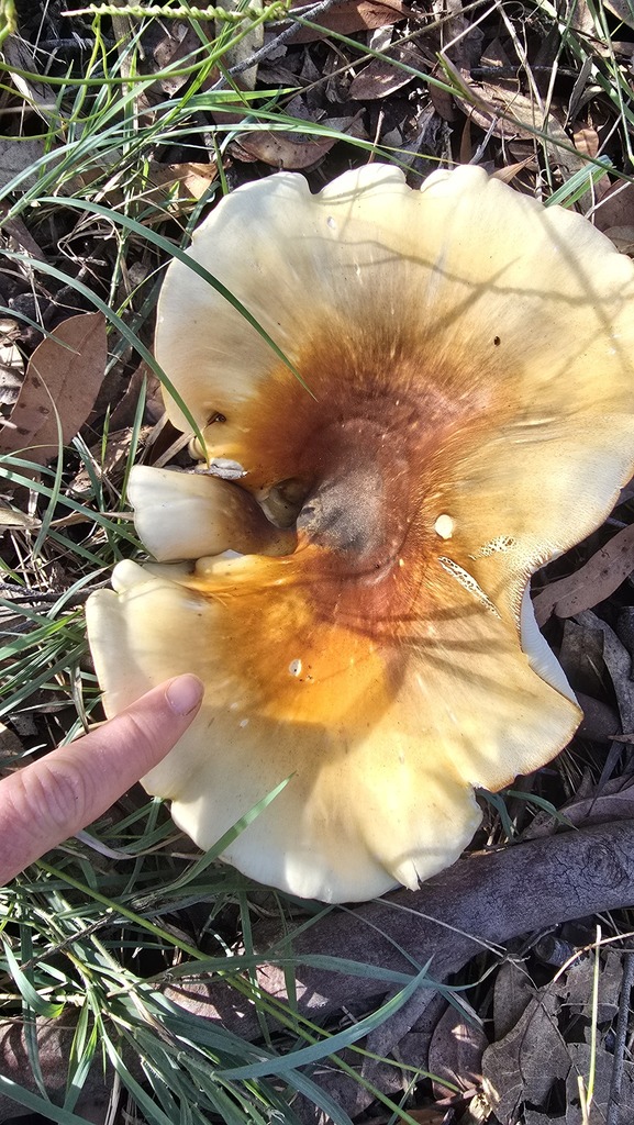 Omphalotus nidiformis · June 2025 · photo: © xanthosia (iNaturalist, cc-by)