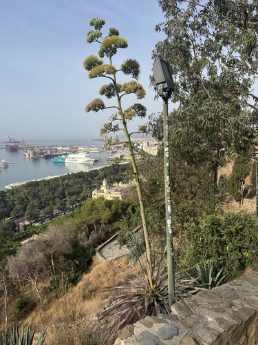Avistamiento Pita (Agave americana)