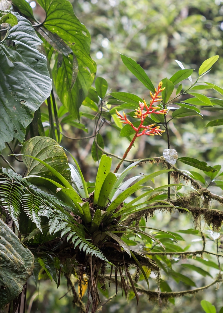 Guzmania scherzeriana