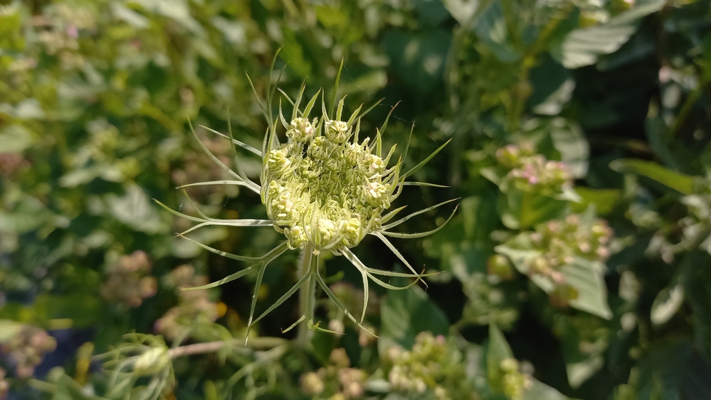 Daucus carota