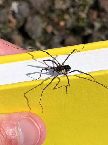 Lažipauci (Opiliones)