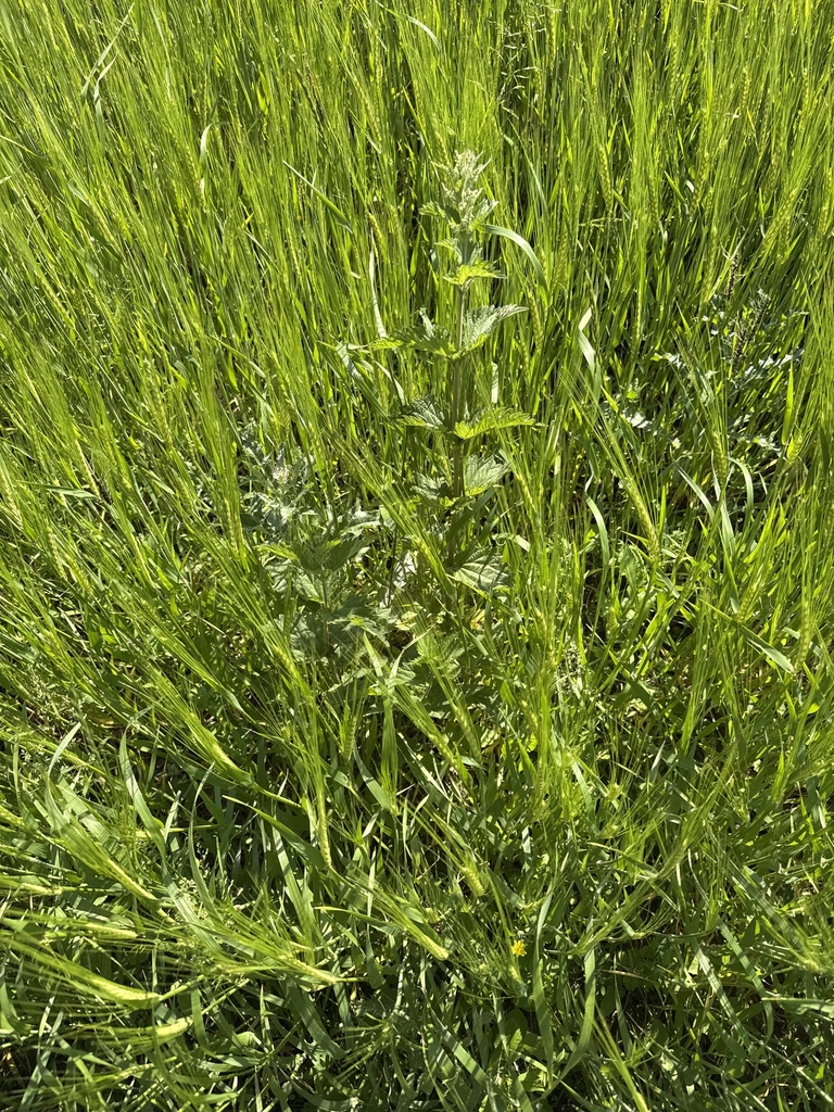 Urtica
