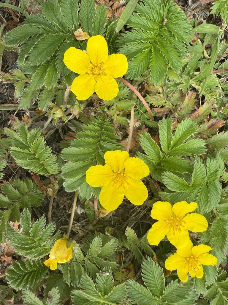 Fragaria