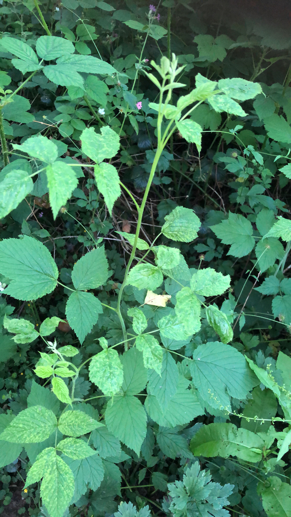 Rubus idaeus