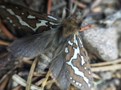 Gazoryctra roseicaput