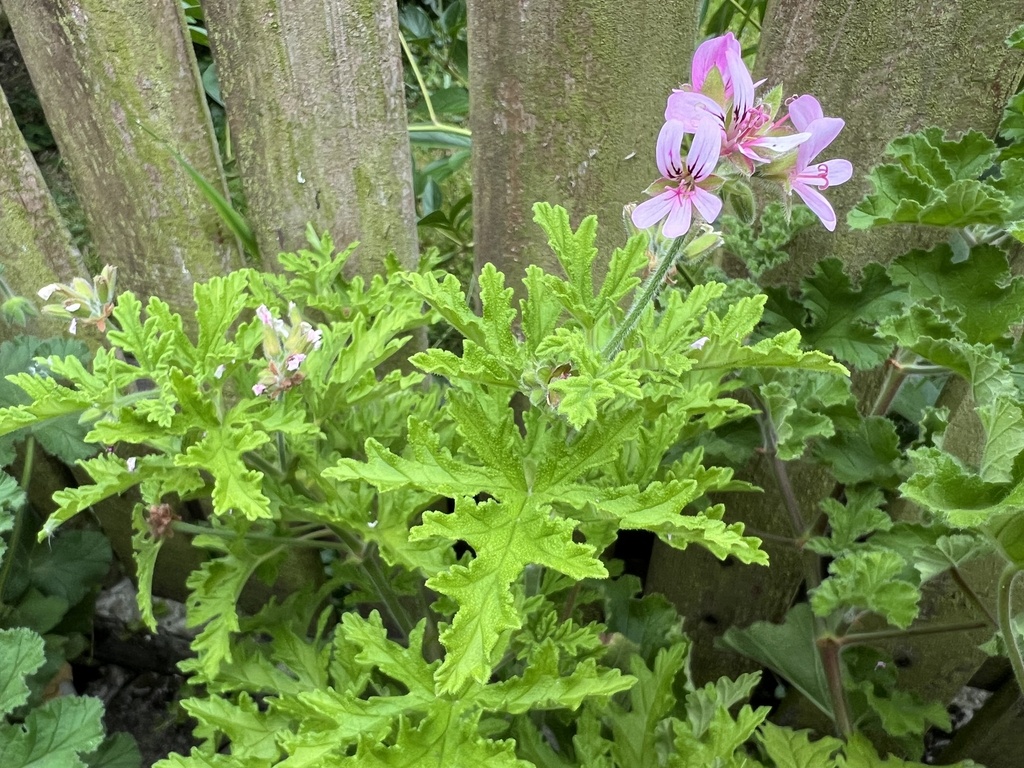 Pelargonium