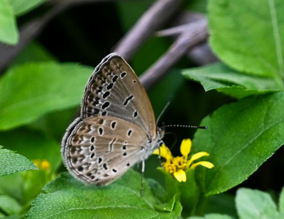 Pale Grass Blue