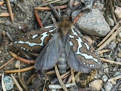 Gazoryctra roseicaput