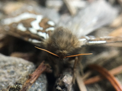 Gazoryctra roseicaput