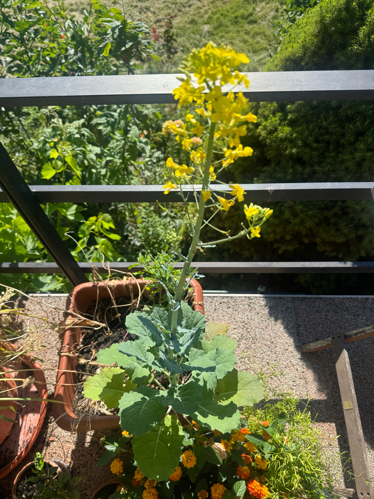 Brassica