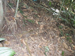 Pituophis lineaticollis