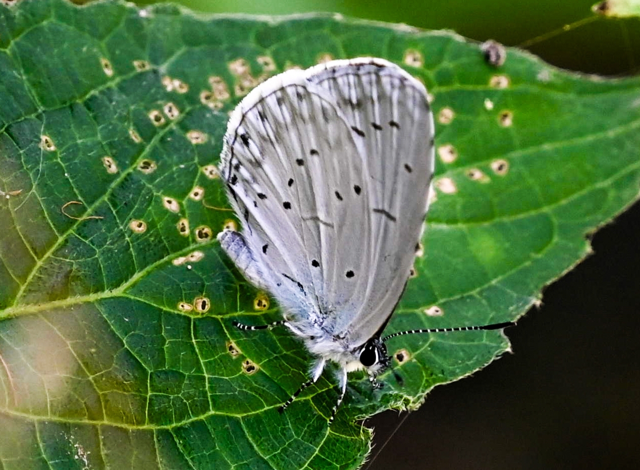 Plain Hedge Blue