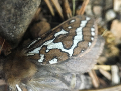 Gazoryctra roseicaput