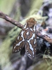 Gazoryctra roseicaput