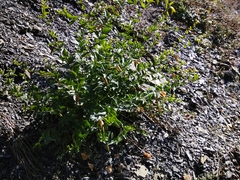 Vincetoxicum funebre