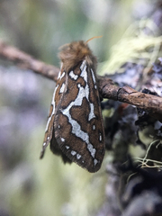 Gazoryctra roseicaput