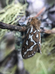 Gazoryctra roseicaput