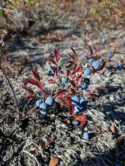 Vaccinium boreale