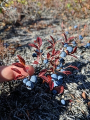 Vaccinium boreale