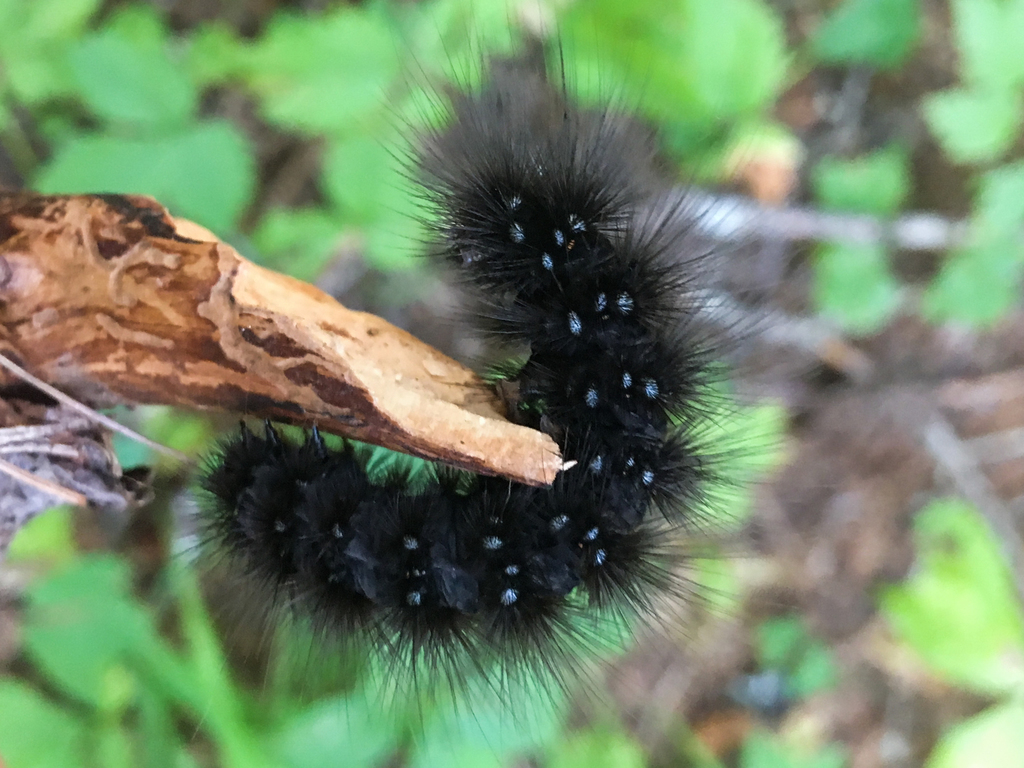 Butterflies and Moths from Nancy Greene, Kootenay Boundary, British ...