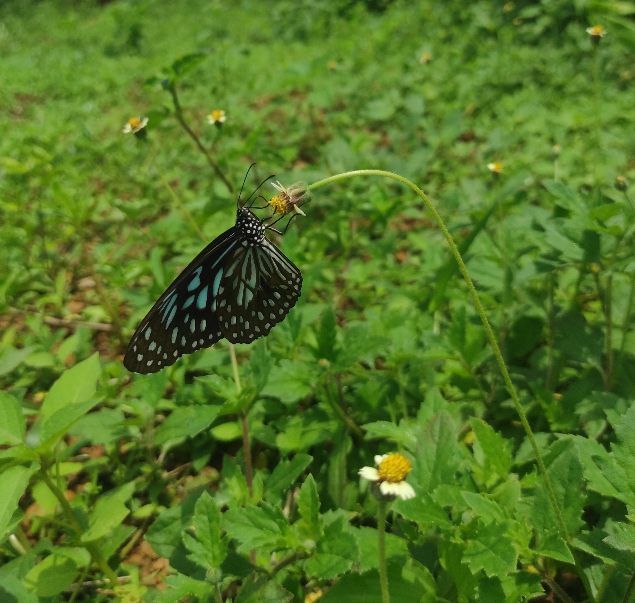 Dark Blue Tiger