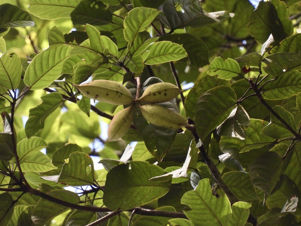 Sterculia oblongata; photograph (c) Adam Kamal, some rights reserved (CC BY)