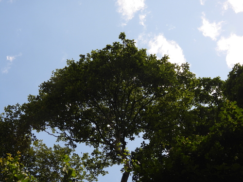 Sterculia oblongata, photograph 2
