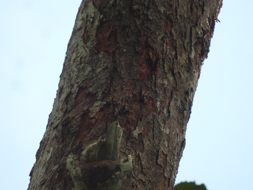 Sterculia oblongata, photograph 4