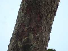 (c) Adam Kamal, some rights reserved (CC BY) Sterculia oblongata, photograph (c) Adam Kamal, some rights reserved (CC BY)